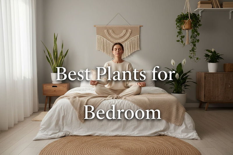 best plants for bedroom