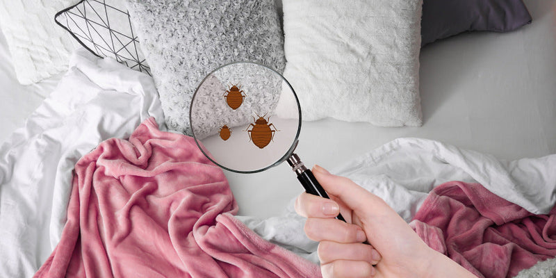 How to Get Rid of Bed Bugs From Bed Mattress [Effective Guide]