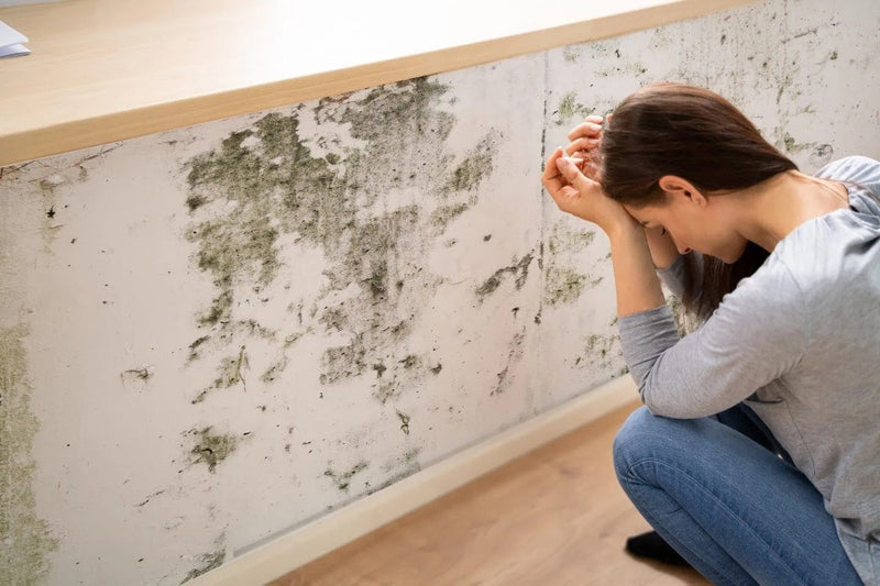 How to Remove Mould from Walls in Australia？[Reduced Mould by 95%]