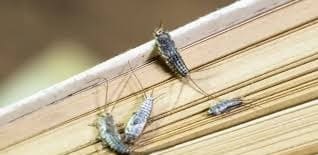what are silverfish